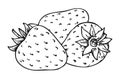 Strawberry coloring book whole ripe sweet fruit Royalty Free Stock Photo