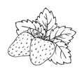 Strawberry coloring book whole ripe sweet fruit Royalty Free Stock Photo