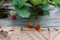 Strawberry  It is consumed in large quantities, either fresh or in such prepared foods as preserves, juice, pies, ice creams, milk Royalty Free Stock Photo