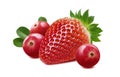 Strawberry and cranberry composition isolated on white background Royalty Free Stock Photo