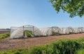 Strawberry cultivation in arcuate greenhouses covered with transparent plastic film