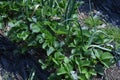 Strawberry cultivation. Artificial pollination of strawberries.