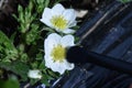 Strawberry cultivation. Artificial pollination of strawberries. Royalty Free Stock Photo