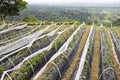 Strawberry cultivation field