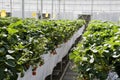 Strawberry cultivation in greenhouses.