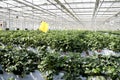 Strawberry cultivation in greenhouses.