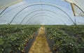 Strawberry cultivation in Huelva II Royalty Free Stock Photo