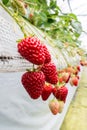 Strawberry cultivation in plant