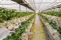 Strawberry cultivation in plant