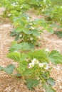 Strawberry cultivation on sawdust.