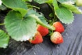 Strawberry cultivation