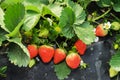 Strawberry cultivation