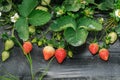 Strawberry cultivation