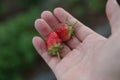 Strawberry in Da Lat, Lam Dong, Vietnam Royalty Free Stock Photo