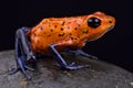 Strawberry dart frog (Oophaga pumilio) Royalty Free Stock Photo