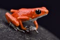 Strawberry dart frog, Oophaga pumilio Royalty Free Stock Photo