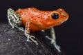 Strawberry dart frog, Oophaga pumilio Royalty Free Stock Photo