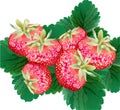 Strawberry delicious Vector top view green leaf