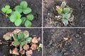 Strawberry disease. Berries illness. Fusarium oxysporum. Crop problem