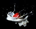 A strawberry falling down onto a spoon and splash into milk  or cream - black background Royalty Free Stock Photo