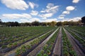 Strawberry Farm Royalty Free Stock Photo