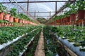 STRAWBERRY FARM