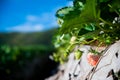 Strawberry farm Royalty Free Stock Photo