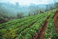 Strawberry farm of gardener. On the mountain of hilltribes