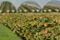 Strawberry farm growing fresh red strawberries