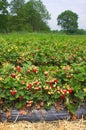 Strawberry farm-III-Northern Germany Royalty Free Stock Photo