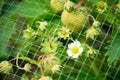 Strawberry in Farm