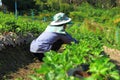 Strawberry farm