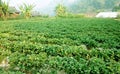 Strawberry farm in mountain Royalty Free Stock Photo