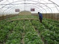 A Strawberry Farm in Nuwara Eliya, Sri Lanka