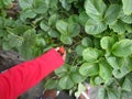 A Strawberry Farm in Nuwara Eliya, Sri Lanka