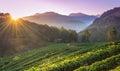 Strawberry farm plant of chiangmai, thailand Royalty Free Stock Photo