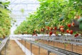 Strawberry farm planting in greenhouse, Fresh organic red berry antioxidant fruit. Royalty Free Stock Photo