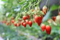 Strawberry farm planting in greenhouse, Fresh organic red berry antioxidant fruit.