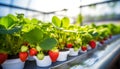 Strawberry farm planting in greenhouse, Fresh organic red berry Royalty Free Stock Photo