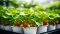 Strawberry farm planting in greenhouse, Fresh organic red berry Royalty Free Stock Photo