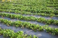 Strawberry farm raw garden sprinkler implant soil with plastic guard protect in clod weather Royalty Free Stock Photo