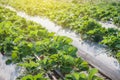 Strawberry farm raw garden sprinkler implant soil with plastic guard protect in clod weather Royalty Free Stock Photo