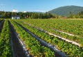 Strawberry farm Royalty Free Stock Photo