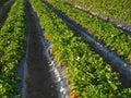 Strawberry farm Royalty Free Stock Photo