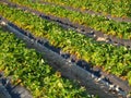 Strawberry farm Royalty Free Stock Photo
