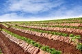 Strawberry farm in Chiangmai, north of Thailand Royalty Free Stock Photo