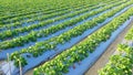 Strawberry Farm Royalty Free Stock Photo