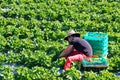 Strawberry farm