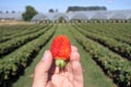 Strawberry farmer hand holding one fresh red strawberry Royalty Free Stock Photo