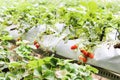 Strawberry farming in containers with canopy and water irrigation system